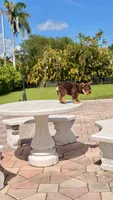 RUBI, a female French Bulldog for sale in Miami, FL – 9 of 10