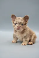 MESSI , a male French Bulldog for sale in Miami, FL – 5 of 6