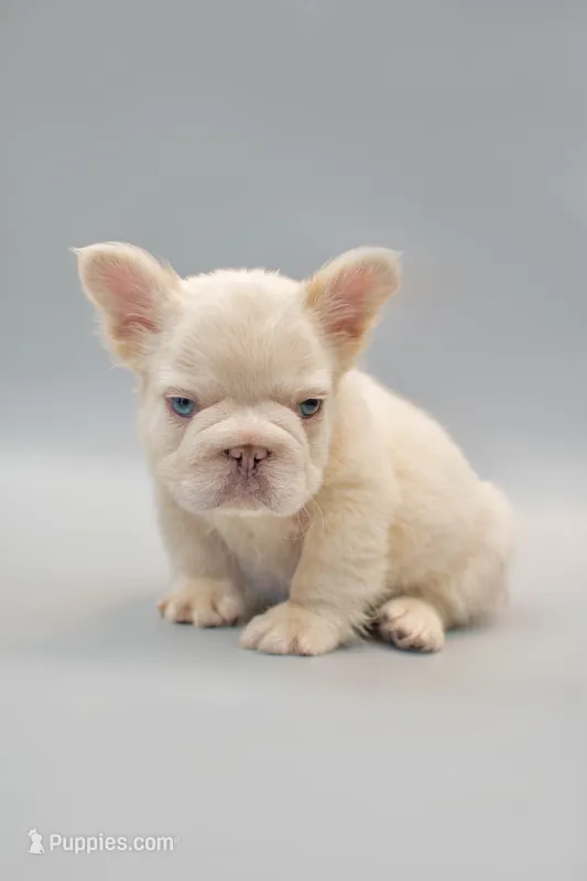 HALAAN – French Bulldog puppy for sale in Miami, FL