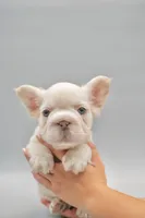 FELIX , a male French Bulldog for sale in Miami, FL – 4 of 7