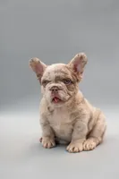 FIONA, a female French Bulldog for sale in Miami, FL – 3 of 6