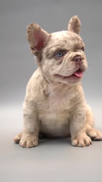 FIONA, a female French Bulldog for sale in Miami, FL – 6 of 6