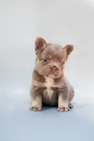 LILLY , a male French Bulldog for sale in Miami, FL – 5 of 7