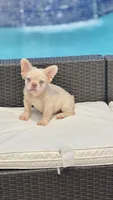 ELVIS, a male French Bulldog for sale in Miami, FL – 3 of 7