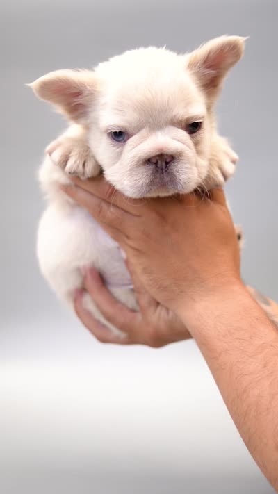 HALAAN, a male French Bulldog for sale in Miami, FL – 5 of 5