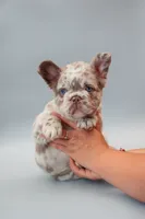 STELLA , a female French Bulldog for sale in Miami, FL – 3 of 6