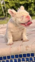 GUCCI, a female French Bulldog for sale in Miami, FL – 2 of 6