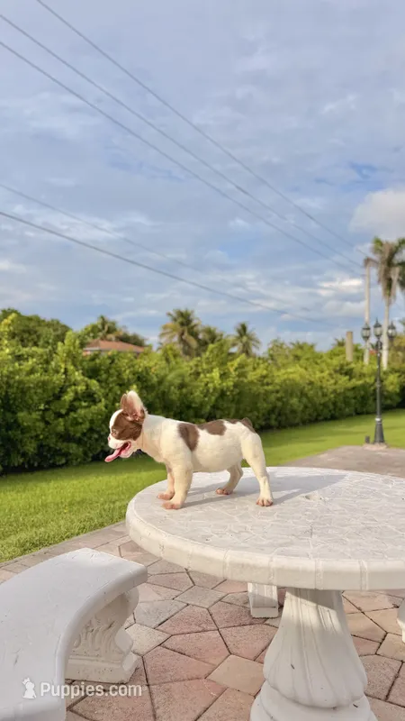 PENNY  – French Bulldog puppy for sale in Miami, FL