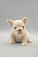 HALAAN, a male French Bulldog for sale in Miami, FL – 2 of 5