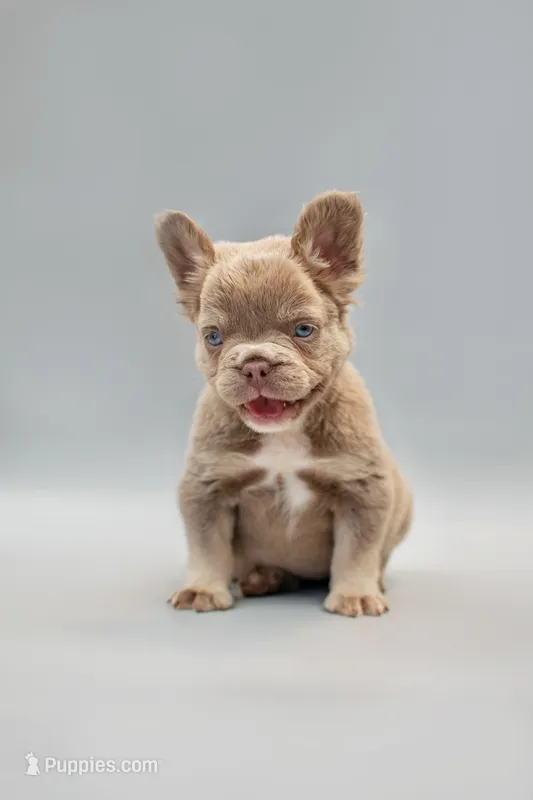 LILLY  – French Bulldog puppy for sale in Miami, FL
