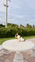 PENNY , a female French Bulldog for sale in Miami, FL – 10 of 10