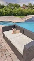 ELVIS, a male French Bulldog for sale in Miami, FL – 4 of 7