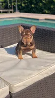 RUBI, a female French Bulldog for sale in Miami, FL – 3 of 10