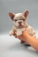 FIONA, a female French Bulldog for sale in Miami, FL – 5 of 6