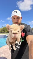 TOMMY, a male French Bulldog for sale in Miami, FL – 1 of 7