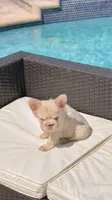 TOMMY, a male French Bulldog for sale in Miami, FL – 4 of 7