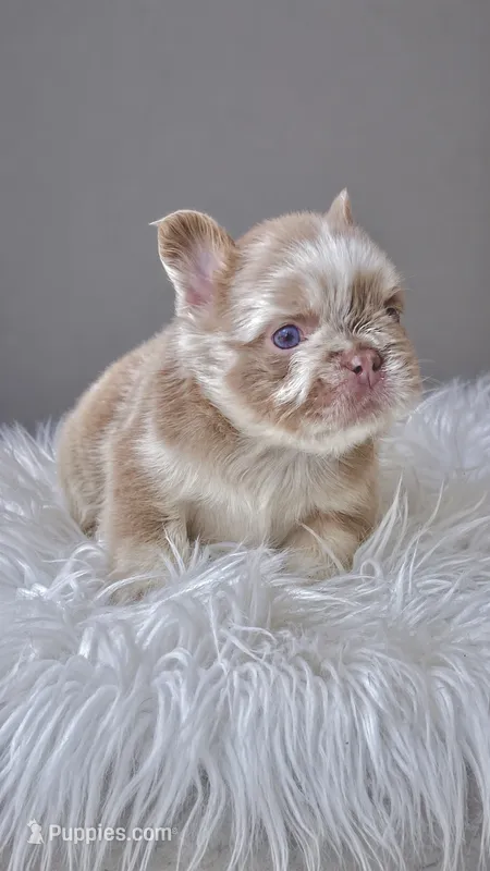 MESSI  – French Bulldog puppy for sale in Miami, FL