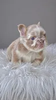 MESSI , a male French Bulldog for sale in Miami, FL – 1 of 2