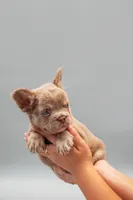 LILLY , a male French Bulldog for sale in Miami, FL – 4 of 7