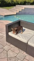 RUBI, a female French Bulldog for sale in Miami, FL – 5 of 10