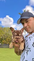 RUBI, a female French Bulldog for sale in Miami, FL – 4 of 10
