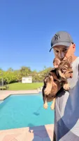 RUBI, a female French Bulldog for sale in Miami, FL – 2 of 10