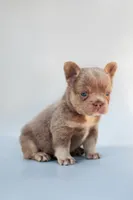 LILLY , a male French Bulldog for sale in Miami, FL – 6 of 7