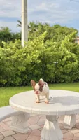 PENNY , a female French Bulldog for sale in Miami, FL – 4 of 10