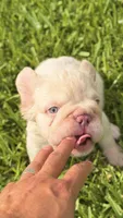 TOMMY, a male French Bulldog for sale in Miami, FL – 2 of 7