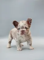 STELLA , a female French Bulldog for sale in Miami, FL – 5 of 6