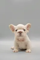 FELIX , a male French Bulldog for sale in Miami, FL – 6 of 7