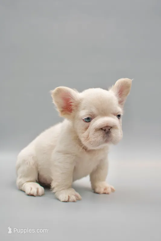FELIX  – French Bulldog puppy for sale in Miami, FL