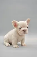 FELIX , a male French Bulldog for sale in Miami, FL – 1 of 7