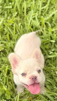 ELVIS, a male French Bulldog for sale in Miami, FL – 5 of 7