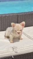 TOMMY, a male French Bulldog for sale in Miami, FL – 6 of 7