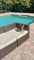 RUBI, a female French Bulldog for sale in Miami, FL – 10 of 10