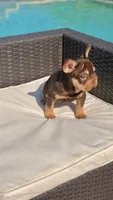 RUBI, a female French Bulldog for sale in Miami, FL – 1 of 10