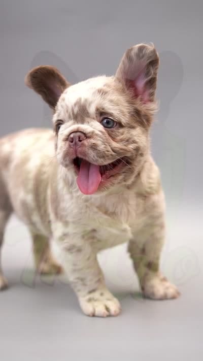 STELLA , a female French Bulldog for sale in Miami, FL – 6 of 6