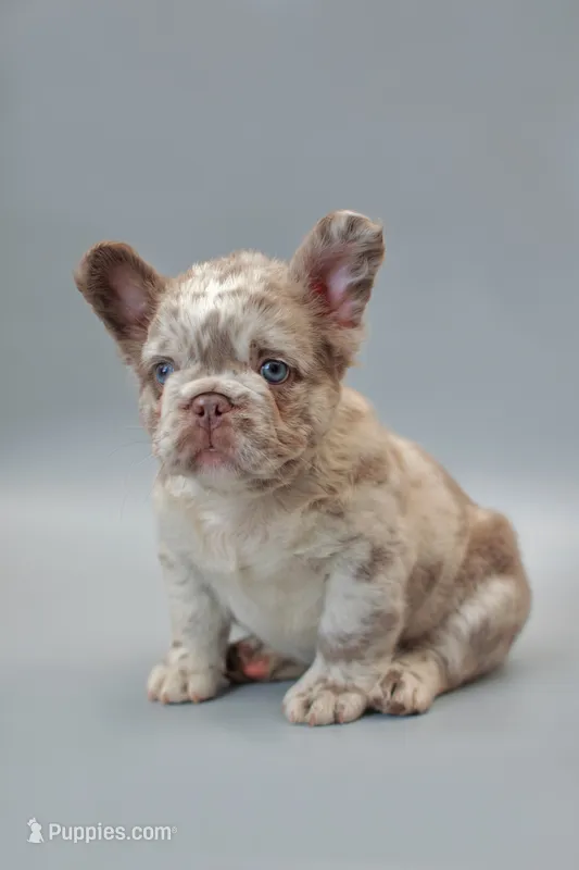 STELLA  – French Bulldog puppy for sale in Miami, FL