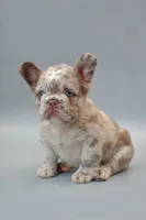 STELLA , a female French Bulldog for sale in Miami, FL – 1 of 6