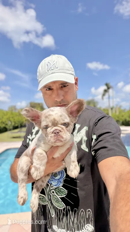 STELLA  – French Bulldog puppy for sale in Miami, FL
