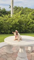 PENNY , a female French Bulldog for sale in Miami, FL – 3 of 10