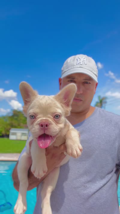 ELVIS, a male French Bulldog for sale in Miami, FL – 6 of 7