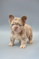MESSI , a male French Bulldog for sale in Miami, FL – 4 of 6