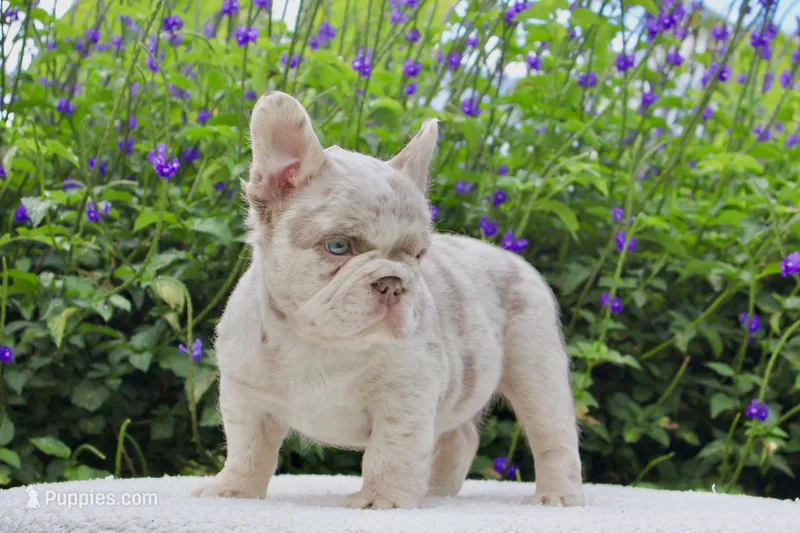 FIONA – French Bulldog puppy for sale in Miami, FL