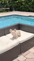 GUCCI, a female French Bulldog for sale in Miami, FL – 3 of 6