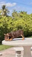 RUBI, a female French Bulldog for sale in Miami, FL – 8 of 10