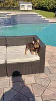 RUBI, a female French Bulldog for sale in Miami, FL – 6 of 10