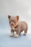 LILLY , a male French Bulldog for sale in Miami, FL – 3 of 7