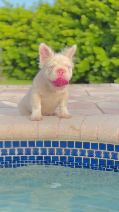 GUCCI, a female French Bulldog for sale in Miami, FL – 6 of 6